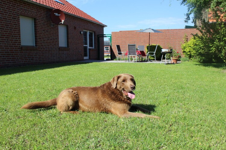 Vakantiehuis in Norden (OT Leybuchtpolder), foto 3