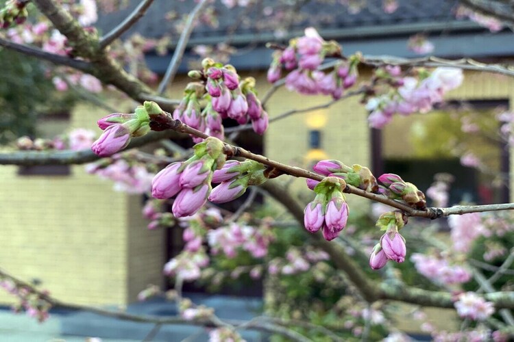Vakantiehuis in Tönning, foto 3