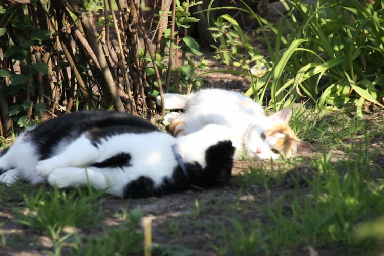 Vakantiehuis in Nortmoor, foto 6