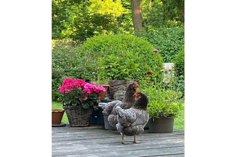 Vakantiehuis in Wiemsdorf, foto 12