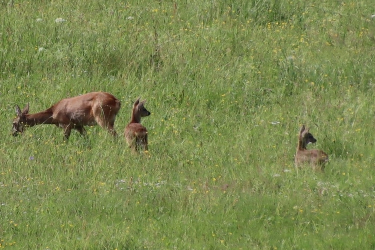 Vakantiehuis in Boebrach, foto 8