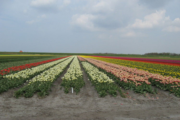 Boerderij Nederland, Noord-Holland, 