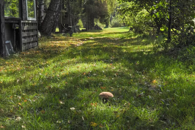 Parterowy domek letniskowy Sowieński Młyn - Tuinen zomer