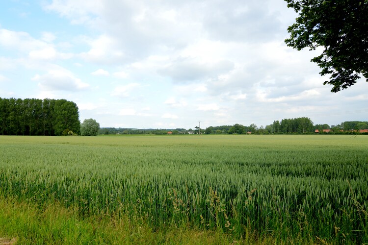 La Caméliade