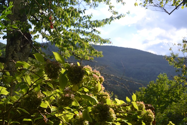 Il Metato di Casoli