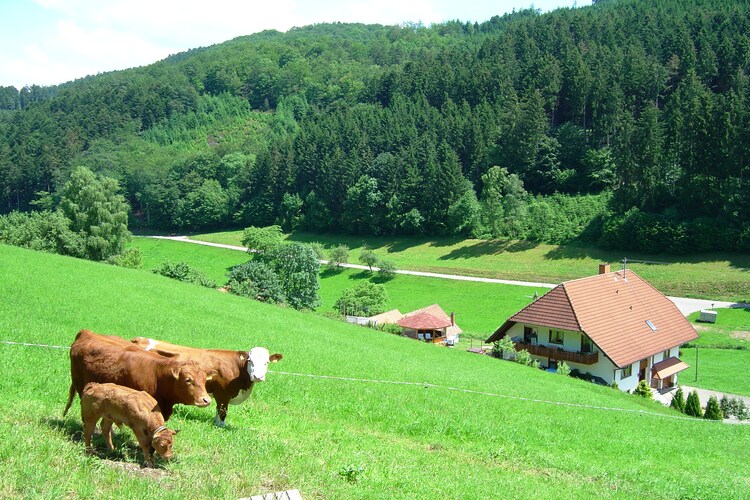 Salmensbach