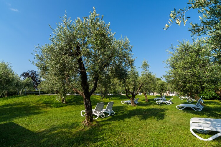 Salici